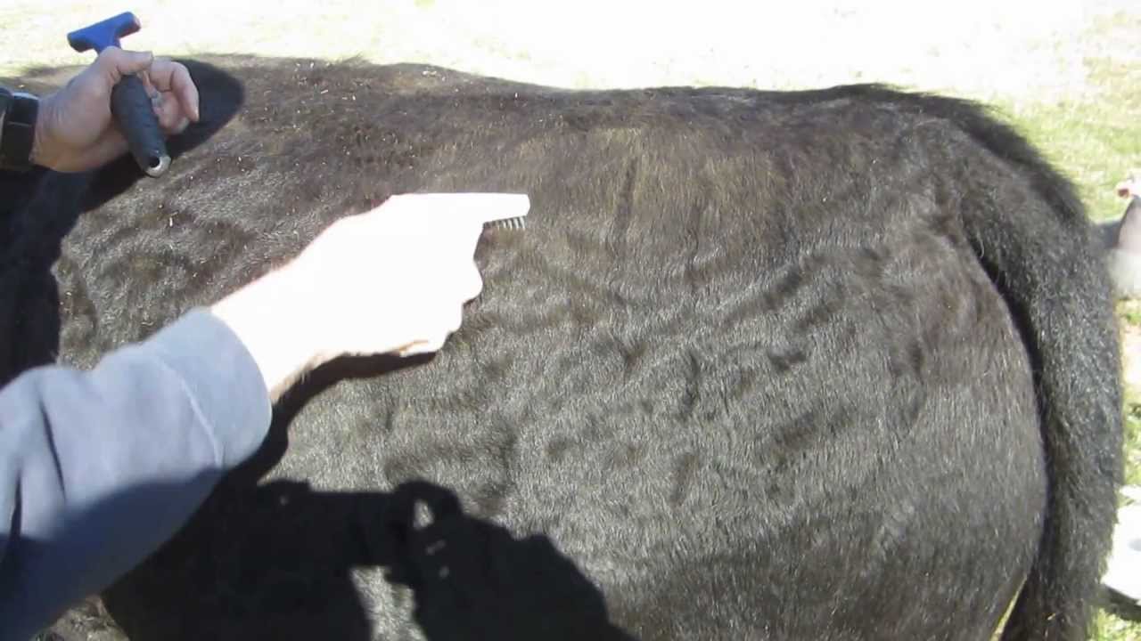 03222013 Furminator vs Undercoat rake 757 YouTube