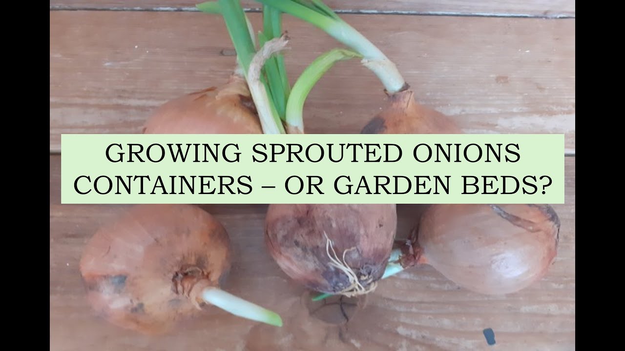 How to Grow Onions from Kitchen Scraps: Easy, Eco-Friendly Tips