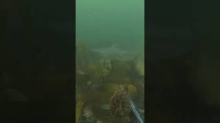 A smoothound shark #capetown #falsebay #spearfishing #southafrica #smoothoundshark