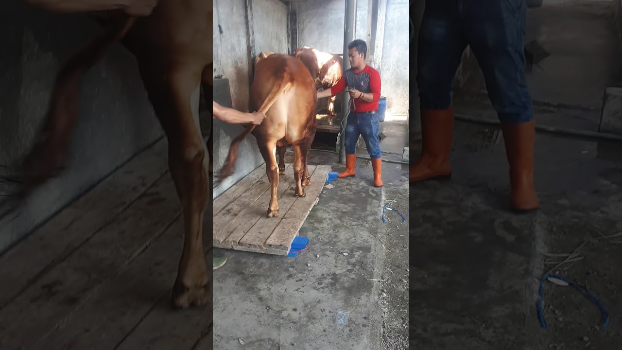 unboxing timbangan sapi sonic a1x autohold