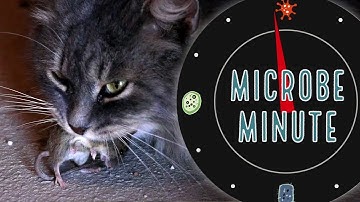 The Cat Parasite That Tricks Rat Brains | Microbe Minute
