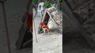 Download Lagu Pangsabong white choco (kelso)🤣  #panabong #tandang #viral MP3