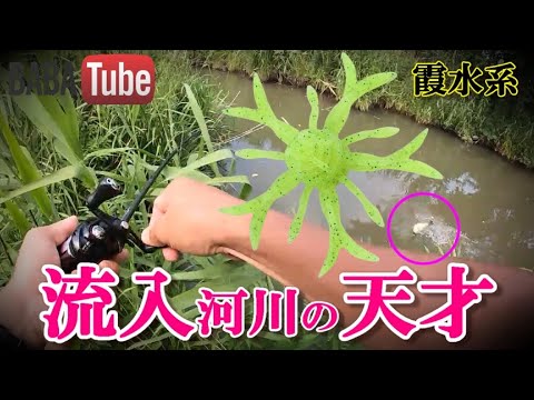 BABATube【霞水系】ミディアムキングジミーヘンジ大活躍