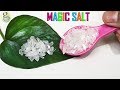10 Miracles of Magic Salt in Gardening | Increase Flower Size