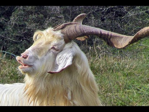 La cabra blanca de Monte San Biagio. Italia