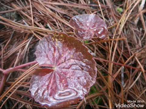 Flora Y Fauna Silvestre Oaxaca Mexico Sierra Norte Youtube