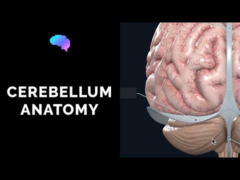 Anatomy of the Cerebellum (3D Anatomy Tutorial)