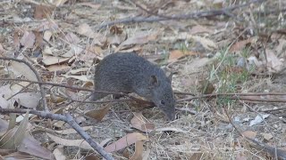 Australian Quendas Foraging For Food & Digging Holes by Wildlife In The Hills 66 views 3 months ago 18 minutes