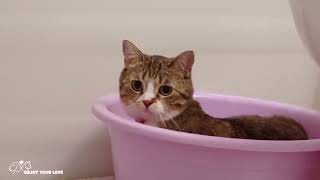 Kitten's First Adventure: Playing Under the Calm of Soft, Relaxing Music zZz screenshot 5