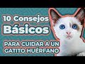 CÓMO CUIDAR A UN GATITO BEBÉ SIN MAMÁ | GUÍA COMPLETA GATITOS HUÉRFANOS