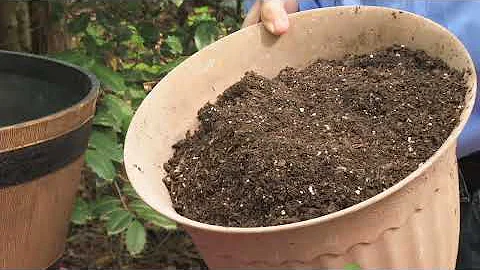 Walter Reeves  Planting Tomatoes In Containers