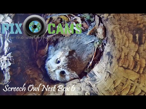 PixCams.com Screech Owl Box 6 Live Stream