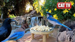 🌿 Порхающие птицы и хитрые белки 🐦🐿️ | Видео природы 4K | Cat TV для кошек | Собака ТВ