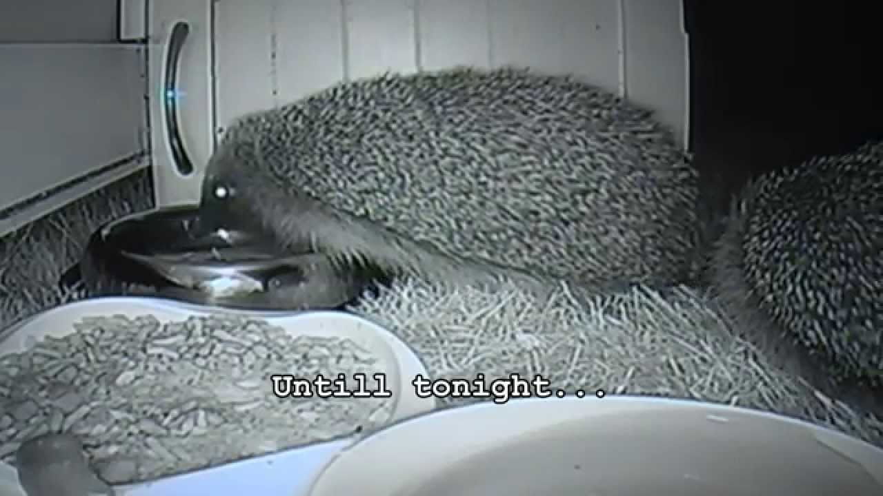 Hedgehog Drama on the Lawn - Live Cam (2/9/15)