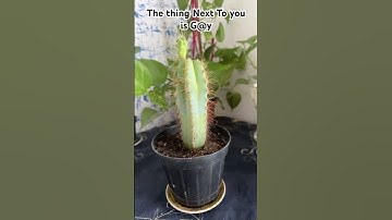 The thing Next To you is G@y #Amaz #greenscreen #funny #widgetsmith #widget #widgetkit #sideloadly