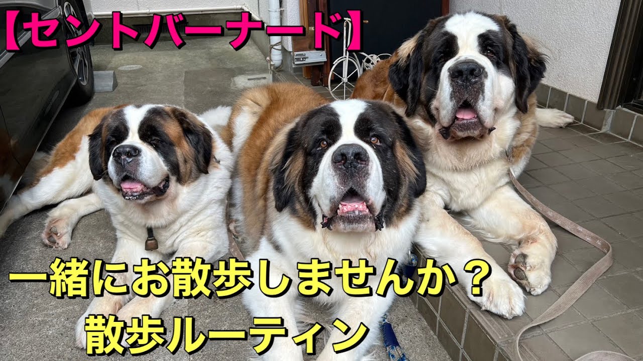 ☆本日限定値下げ☆お座りセントバーナード犬♪ Amazon.co.jp: セントバーナード 犬 ぬいぐるみ 本物そっくり