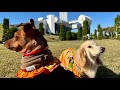 ハロウィンに優雅にお散歩するミニチュアダックスフンドのミルクとミニチュアピンシャーのヌテラ┃