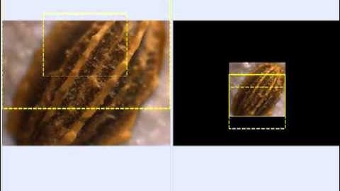 Live Tiling and Live EDF with Image-Pro Insight Software