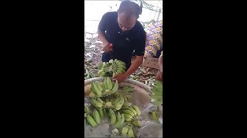 Cắt chuối chuyên nghiệp 👌 siêu nhanh 👍 chuẩn đẹp 👏 của người đồng bào