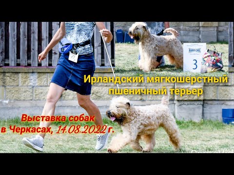 Ирландский мягкошерстный пшеничный терьер на выставке в Черкасах