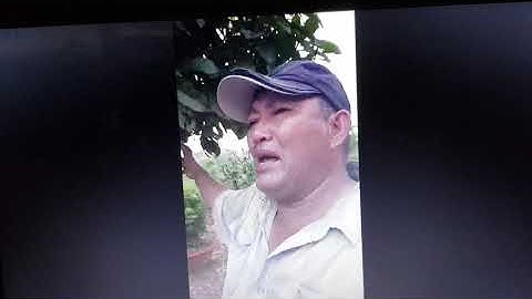 cho chủ tịch xã mượn cây cảnh rồi không đòi lại được có hay không phần 1