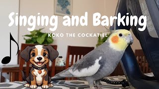 koko the cockatiel: Singing and Barking
