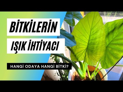 Video: Hangi tür bitkilere karasal bitkiler denir?