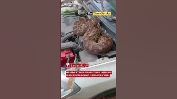 Barabanki Shock: Massive Python Found Coiled Inside BJP Leader’s Car Bonnet, Video Goes Viral