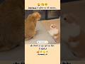 #messege me #duniya bhar ki.. #cute #cat #funny #love #shorts #shortsfeed #shortsvideo #aww #viral