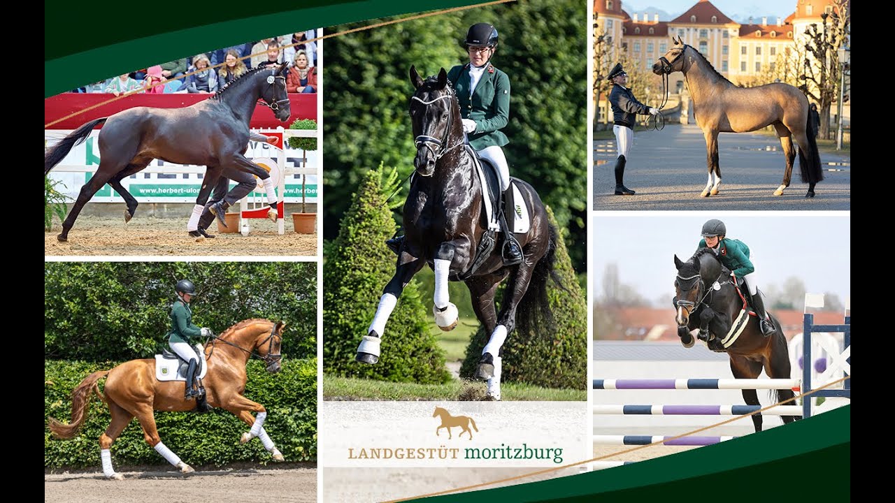 Landgestüt Moritzburg: Hengstpräsentation Reitpferde und Reitponys