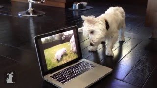 Pets and Technology Funny!