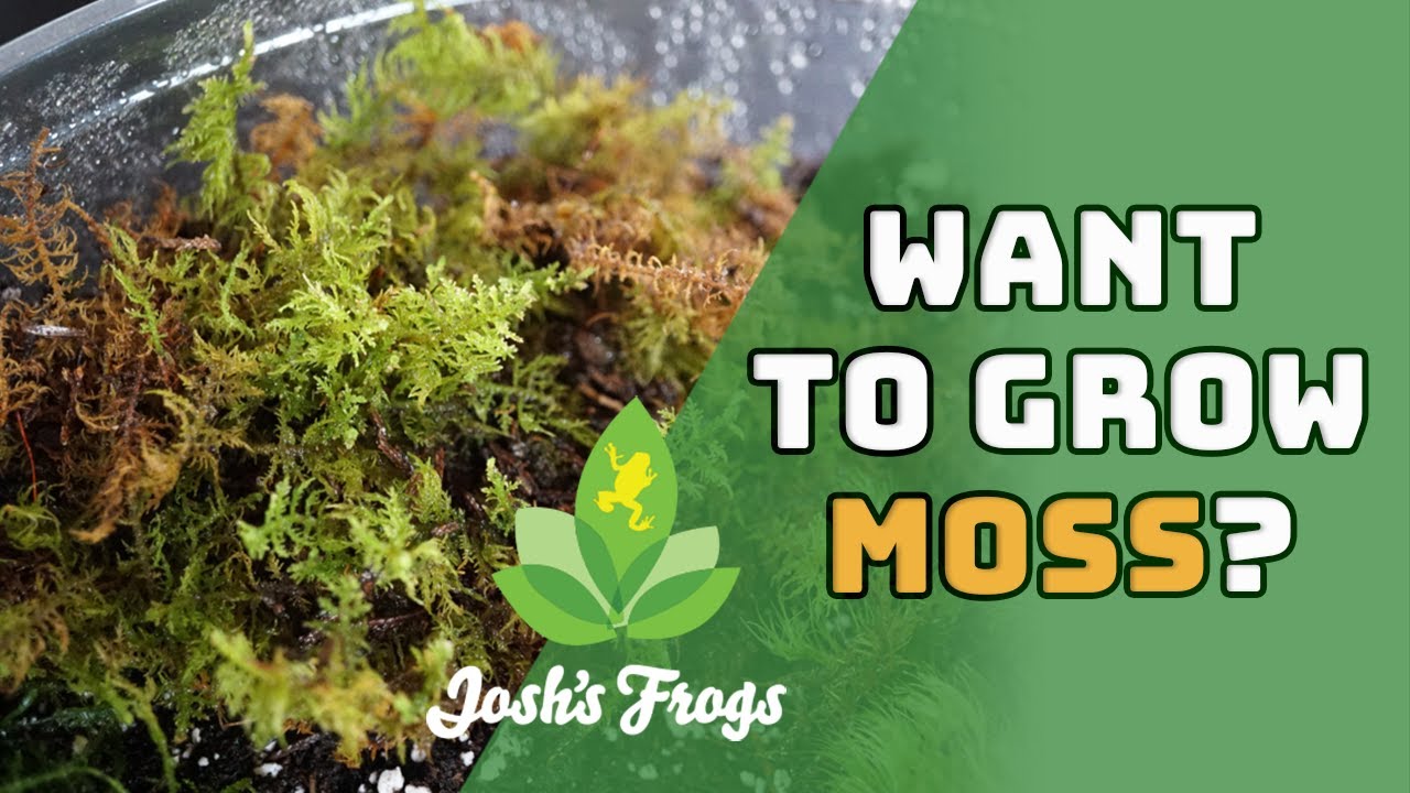 What To Know Before Using Sphagnum Moss Peat Moss for your Houseplants 