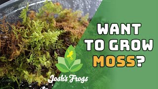 Become a Boss at Growing Moss
