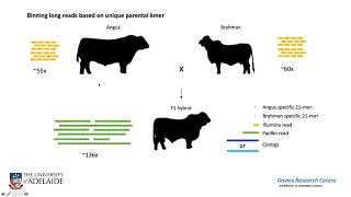 Lessons from Assembling High-Quality Reference Genomes for Domesticated & Endangered Ruminants