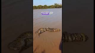 Beautiful Anaconda Mom With Her Babies - Vía Pecuariamg