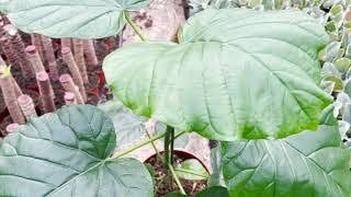Ficus Umbellata | Live from the Nursery Series