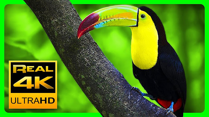 Breathtaking Colors of Nature in 4K III 🐦Beautiful Nature - Sleep Relax Music 4K UHD TV Screensaver