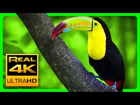 Breathtaking Colors of Nature in 4K III 🐦Beautiful Nature  Sleep Relax Music 4K UHD TV Screensaver