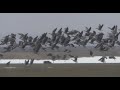 Охота На Гуся 2021. Трудные Самарские гуси.