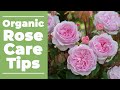 🌹 Organic Rose Care Tips 🌹