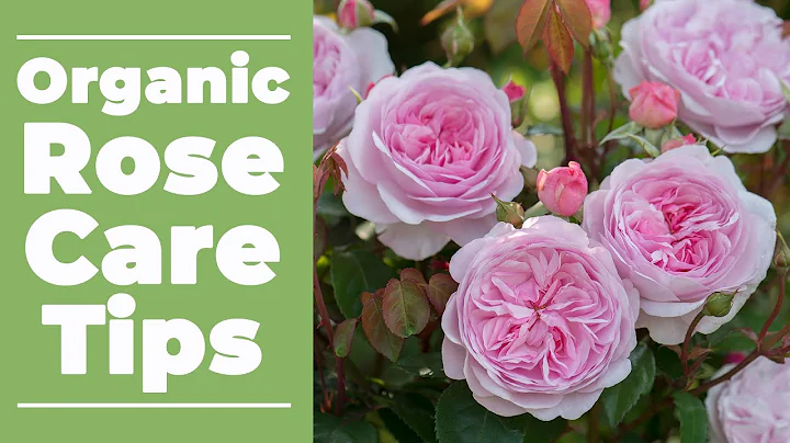 Organic Rose Care Tips