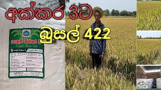 අක්කර 3 ට වී බුසල් 422ක්.🌾🌾🌾