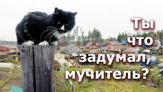 Фред смог / The cat climb down by himself