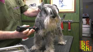 Tosatura Schnauzer Nano