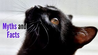 10 Mysterious Myths and Facts About Black Cats. by Loving Paws TV 34 views 1 year ago 3 minutes, 35 seconds