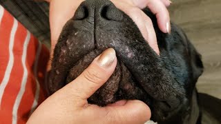 How to Treat Puppy Acne