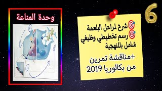🔥شرح لمراحل البلعمة مع رسم تخطيطي شامل😍 +مناقشة تمرين من بكالوريا 2019