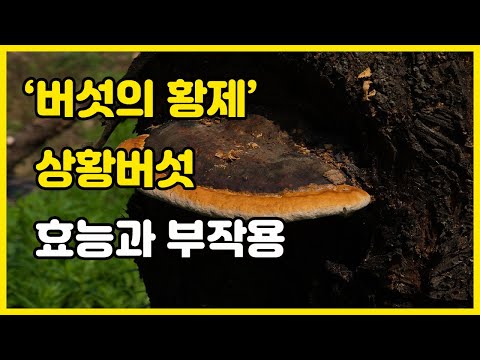 황제의 버섯! 상황버섯의 효능과 부작용ㅣ건강정보 TV (뽕나무, 참나무, 자연산 상황버섯, 면역력 증진, 항암버섯, 효과,성분, 목질진흙버섯)