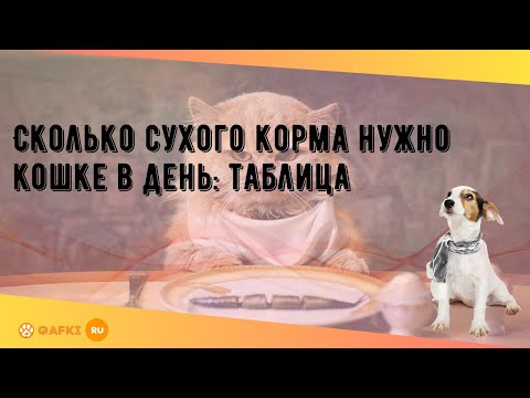 Сколько сухого корма нужно кошке в день: таблица