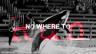 { B E A S T }
for ketotheorcas MEP! hope this is okay love!
footage ~ ForeverShouka, Estell Moore Forn, Shamurocks111, Seamonster studios, kxk studios, Orcinus footage, SeaWorld, Galinette1208, Wikie13, Loro Parque
sorry if I forgot anyone tell me if I did { B E A S T }